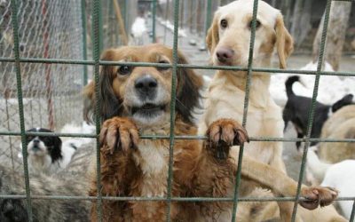 Percheziții într-un dosar de eutanasieri ilegale de câini în Prahova și alte județe Polițiștii prahoveni desfășoară, marți dimineață, 20 de percheziții domiciliare într-un dosar care vizează eutanasieri ilegale de câini