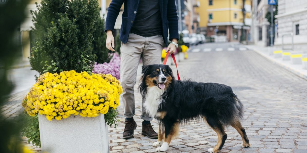 Ce amendă riști dacă nu strângi după câine pe domeniul public?
