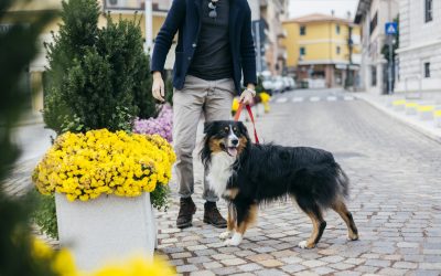 Ce amendă riști dacă nu strângi după câine pe domeniul public?