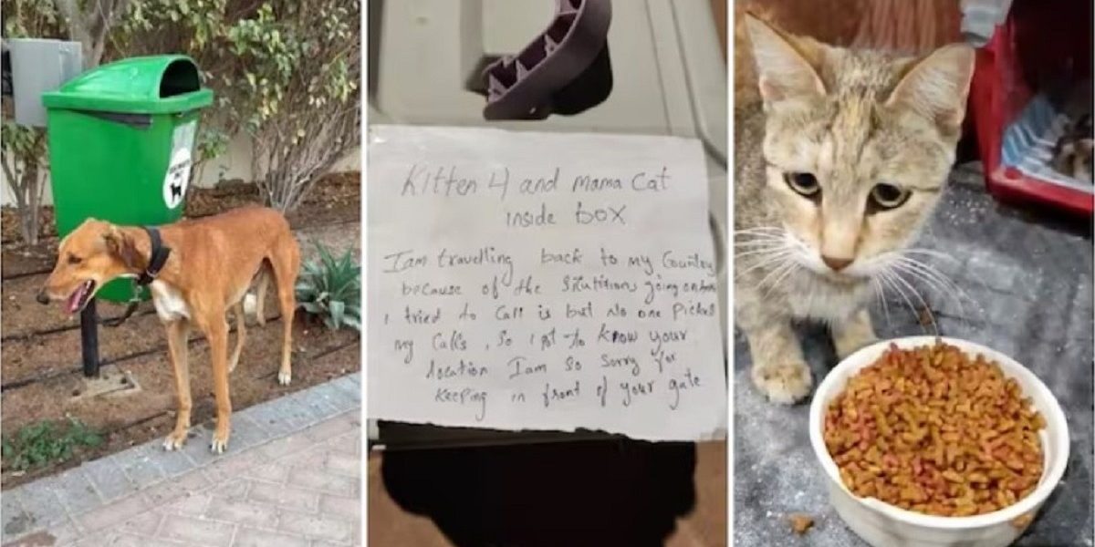 Ce soartă au animalele abandonate în emiratele arabe unite?