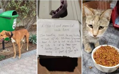 Ce soartă au animalele abandonate în emiratele arabe unite?