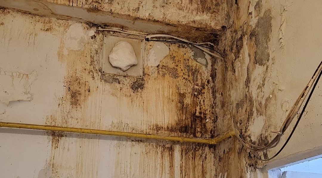 Mucegai, insecte și mizerie: ANPC, controale în bucătării