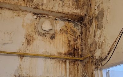 Mucegai, insecte și mizerie: ANPC, controale în bucătării