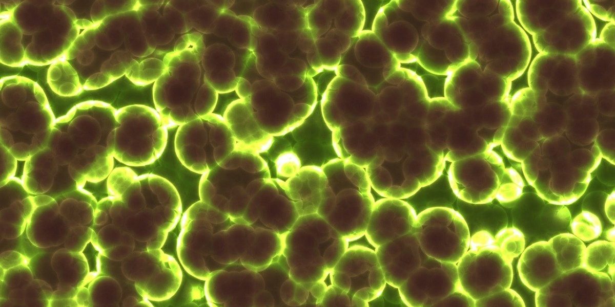 Bacterii antarctice sfidează limitele vieții: supraviețuiesc la temperaturi extreme și consumă gaze O echipă de cercetători australieni a făcut o descoperire remarcabilă despre adaptabilitatea vieții în condiții extreme