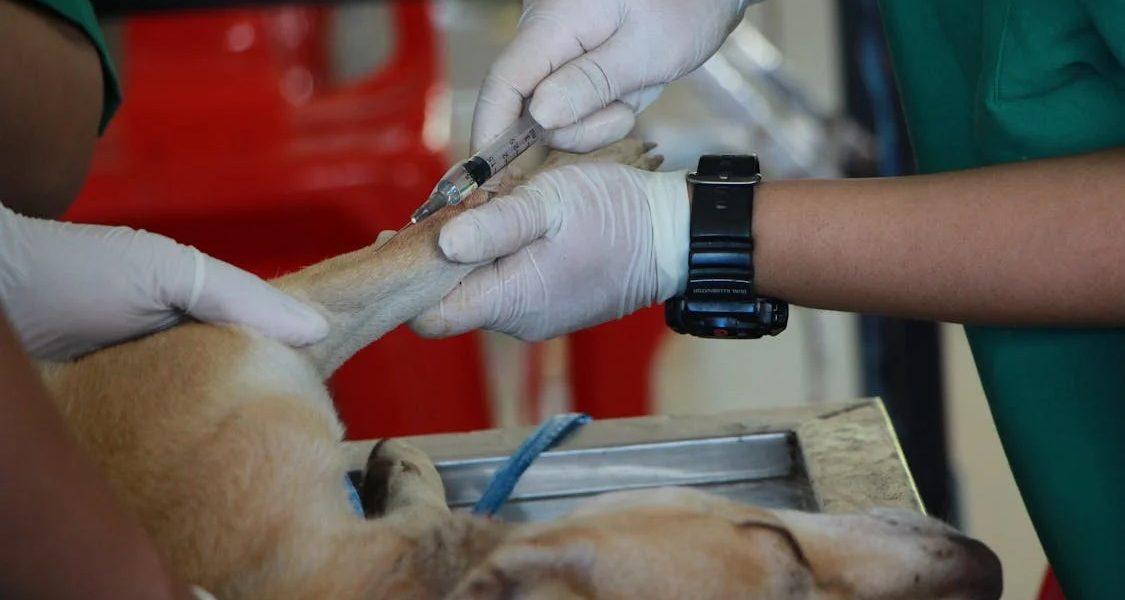 Italia: Concediu plătit pentru angajații ai căror animale de companie sunt bolnave Italia a introdus un cadru legal care permite angajaților să beneficieze de concediu plătit pentru a-și îngriji animalele de companie bolnave, o măsură care reflectă o schimbare în modul în care societatea tratează responsabilitățile față de animale