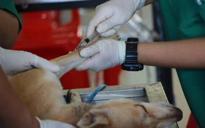 Italia: Concediu plătit pentru angajații ai căror animale de companie sunt bolnave Italia a introdus un cadru legal care permite angajaților să beneficieze de concediu plătit pentru a-și îngriji animalele de companie bolnave, o măsură care reflectă o schimbare în modul în care societatea tratează responsabilitățile față de animale