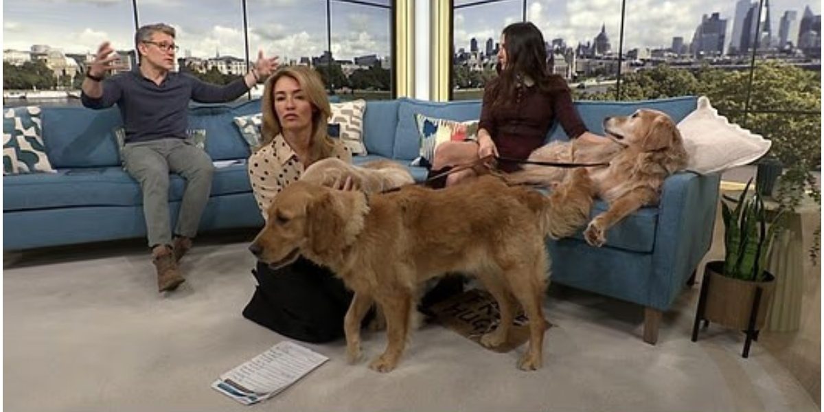 Câini influenceri: o afacere de succes care aduce sute de mii de lire sterline O femeie din Marea Britanie a transformat afecțiunea pentru câinii săi într-o afacere extrem de profitabilă, generând venituri anuale de peste 150.000 de lire sterline