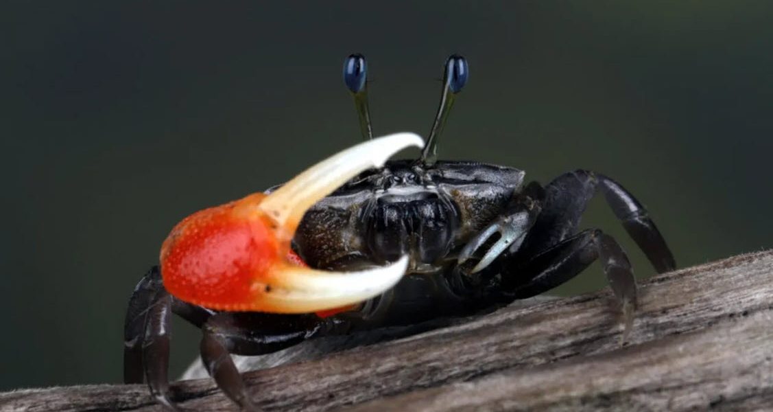 Crabii de tip „fiddler” devin un pericol subestimat în lupta cu poluarea marină Un studiu recent a scos la iveală un aspect surprinzător al rolului crabului „fiddler” în ecosistemele marine: acesta nu doar ingerează microplasticele, dar le și transformă în nanoplastice