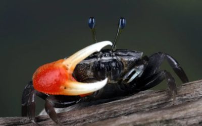 Crabii de tip „fiddler” devin un pericol subestimat în lupta cu poluarea marină Un studiu recent a scos la iveală un aspect surprinzător al rolului crabului „fiddler” în ecosistemele marine: acesta nu doar ingerează microplasticele, dar le și transformă în nanoplastice