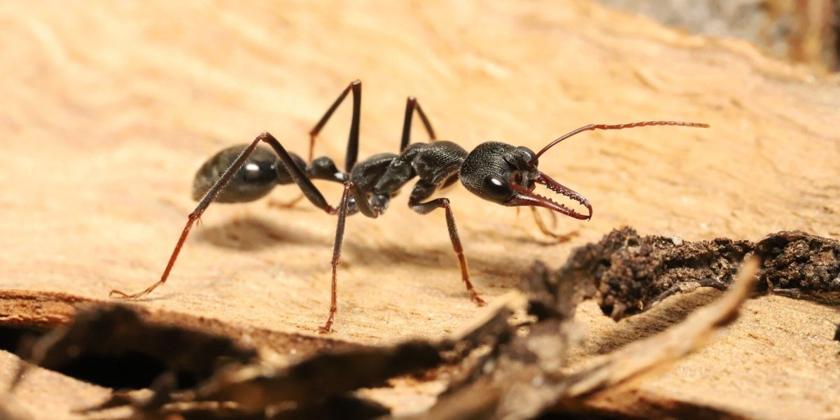 Furnicile nocturne: Navigare lunară și secretele orientării Un studiu recent dezvăluie capacitatea remarcabilă a unei specii de furnici nocturne de a utiliza Luna ca punct de referință pentru navigare