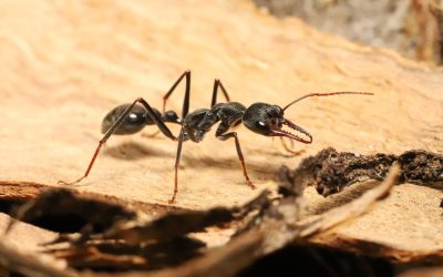 Furnicile nocturne: Navigare lunară și secretele orientării Un studiu recent dezvăluie capacitatea remarcabilă a unei specii de furnici nocturne de a utiliza Luna ca punct de referință pentru navigare
