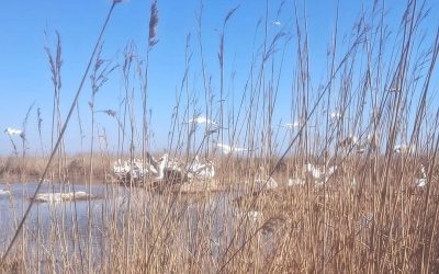 Delta Dunării, noua generație de pelicani dalmațieni, pe cale de a ecloziona O nouă generație de pelicani dalmațieni, o specie considerată pe cale de dispariție la nivel global, începe să eclozeze în zonele strict protejate din complexul Razim-Sinoe, în Delta Dunării