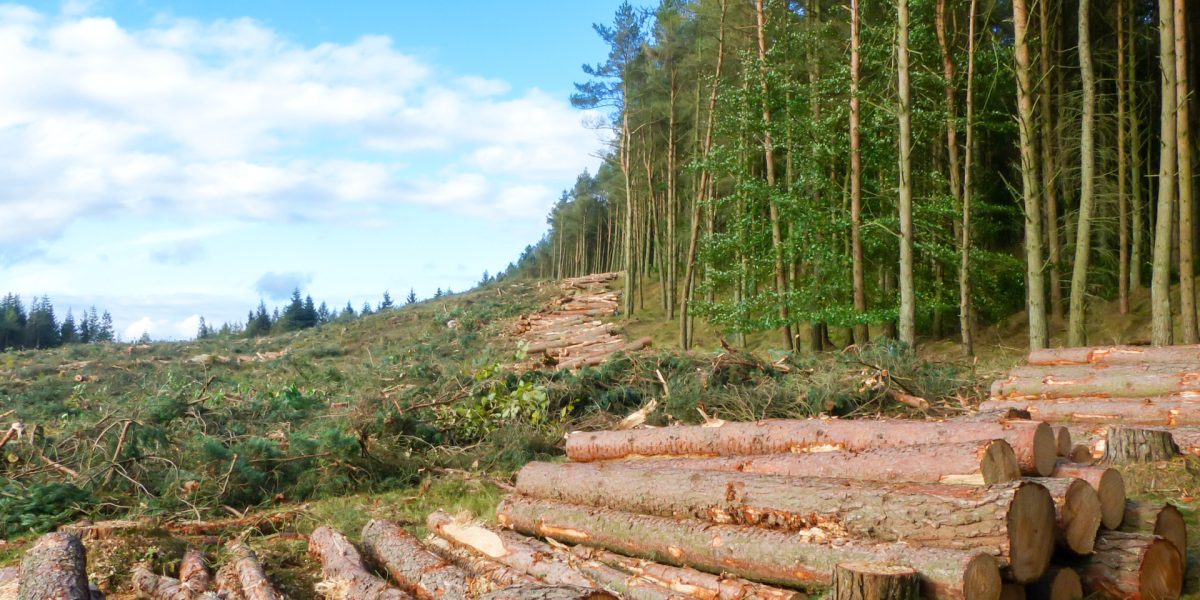 Situația critică a pădurilor din Caraș-Severin: tăieri ilegale și întârzierea preluării în pază Caraș-Severin se confruntă cu o problemă majoră în ceea ce privește gestionarea pădurilor private