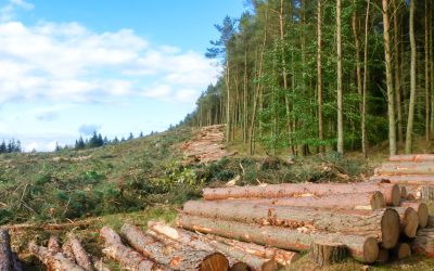 Situația critică a pădurilor din Caraș-Severin: tăieri ilegale și întârzierea preluării în pază Caraș-Severin se confruntă cu o problemă majoră în ceea ce privește gestionarea pădurilor private