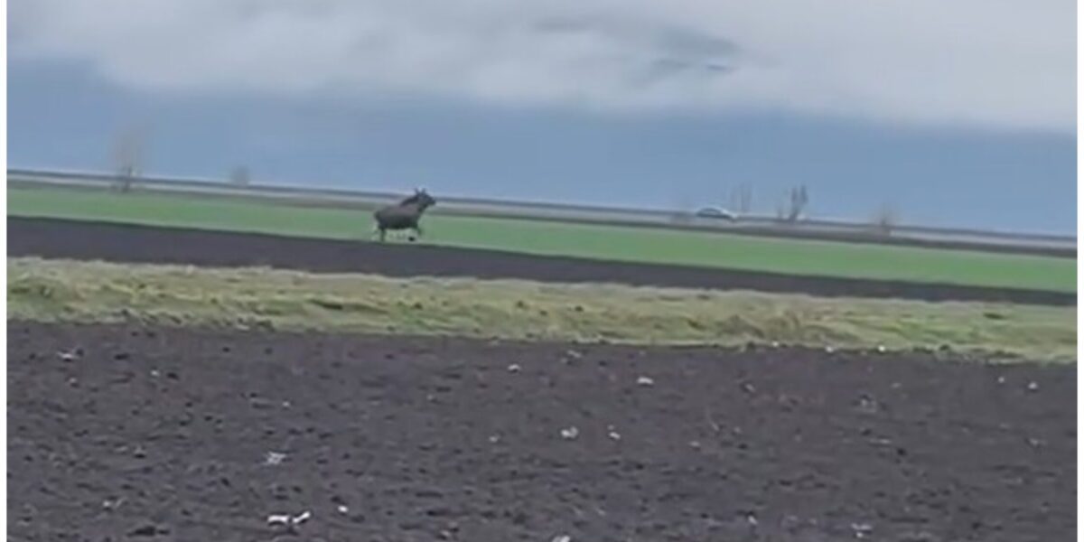 Imagini rare: Un elan, surprins pe câmp în județul alba