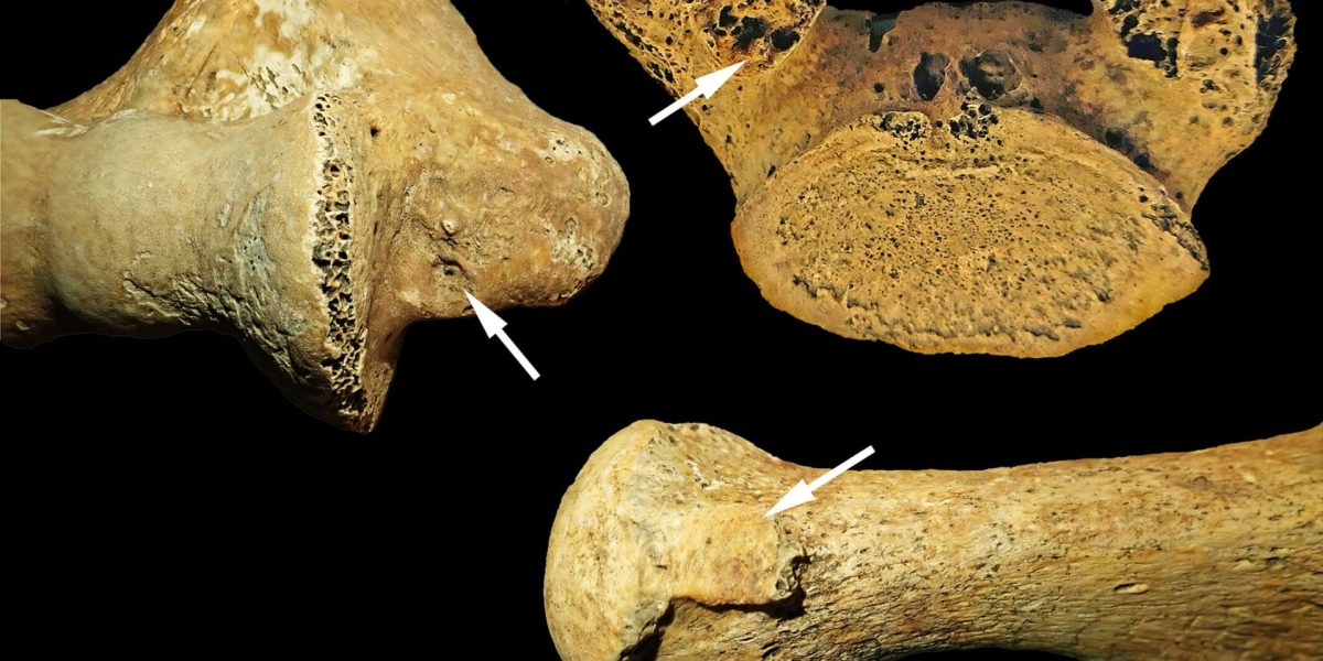 O femeie din Epoca de Piatră, îngropată în Ungaria cu obiecte funerare asociate bărbaților, demonstrează că rolurile de gen în urmă cu 7.000 de ani erau mai flexibile decât se credea, potrivit unui nou studiu publicat în revista academică American Journal of Biological Anthropology