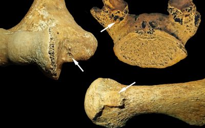 O femeie din Epoca de Piatră, îngropată în Ungaria cu obiecte funerare asociate bărbaților, demonstrează că rolurile de gen în urmă cu 7.000 de ani erau mai flexibile decât se credea, potrivit unui nou studiu publicat în revista academică American Journal of Biological Anthropology
