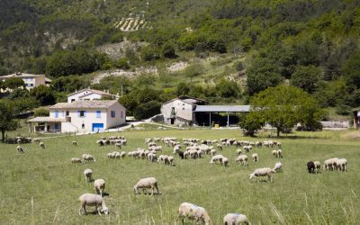 Acordul UE-Australia: Oportunități și temeri pentru fermieri Un acord de liber schimb între Uniunea Europeană și Australia a fost semnat recent la Canberra, după ani de negocieri