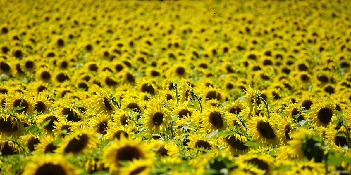 Record de producție la floarea-soarelui: România, lider european România a reușit să se impună ca lider european în producția de floarea-soarelui în anul 2025, conform datelor oficiale publicate recent