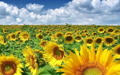 România, lider european la exportul de oleaginoase, cu volume record România continuă să domine exportul de oleaginoase în Uniunea Europeană, cu livrări totale care au depășit 1,1 milioane de tone în actualul an comercial (iunie 2025 – martie 2026), conform datelor Comisiei Europene