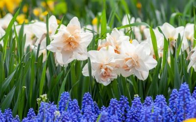 Vremea de 8 Martie: Temperaturi de primăvară și ceață dimineața Administrația Națională de Meteorologie (ANM) anunță o vreme deosebit de blândă pentru sărbătoarea de 8 Martie, cu temperaturi care vor depăși valorile normale pentru această perioadă a anului