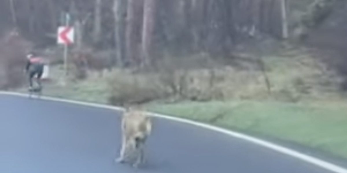 Femeie atacată de un lup în Hamburg, un eveniment rar în Germania O femeie a fost atacată de un lup în Hamburg, în apropierea unui magazin IKEA, marcând primul incident de acest fel înregistrat în Germania de la reintroducerea acestei specii în anii ’90