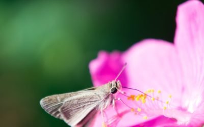 Florile, o sursă neașteptată de alcool pentru animale O echipă de cercetători de la Universitatea din Berkeley a descoperit că nectarul florilor, hrana de bază a multor animale, conține alcool în mod natural