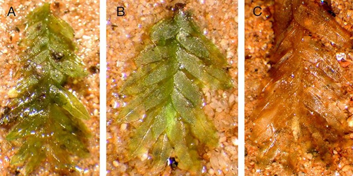 Misterul profanărilor din cimitirul istoric, elucidat