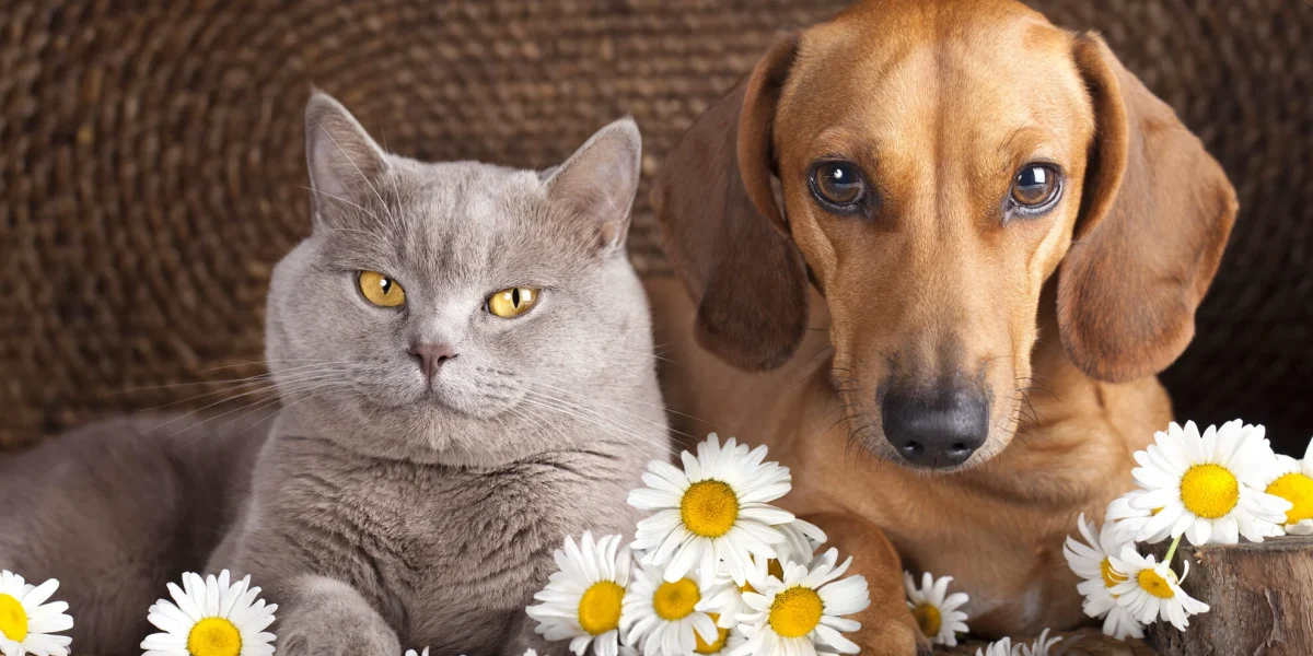 Campanii gratuite de sterilizare pentru animalele de companie în Ilfov Direcția de Protecție a Animalelor din cadrul Consiliului Județean Ilfov (DPA) organizează în luna martie 2026 o serie de campanii gratuite de sterilizare pentru câini și pisici