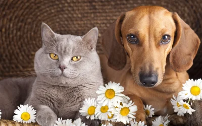 Campanii gratuite de sterilizare pentru animalele de companie în Ilfov Direcția de Protecție a Animalelor din cadrul Consiliului Județean Ilfov (DPA) organizează în luna martie 2026 o serie de campanii gratuite de sterilizare pentru câini și pisici