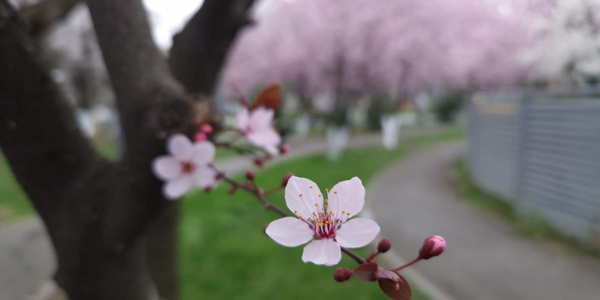 Vreme blândă de primăvară în martie: ANM anunță temperaturi peste media obișnuită Administrația Națională de Meteorologie (ANM) anunță un început de martie cu vreme blândă, cu temperaturi mai ridicate decât media obișnuită pentru această perioadă