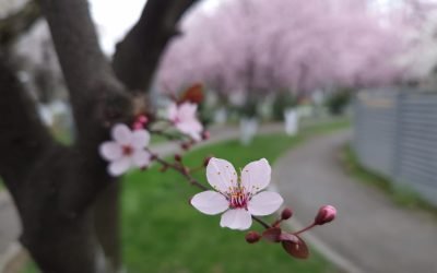 Vreme blândă de primăvară în martie: ANM anunță temperaturi peste media obișnuită Administrația Națională de Meteorologie (ANM) anunță un început de martie cu vreme blândă, cu temperaturi mai ridicate decât media obișnuită pentru această perioadă