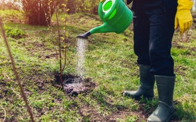 Mijlocul lui martie: Perioada crucială pentru livada de pomi fructiferi La mijlocul lunii martie, pomicultorii români intră într-o perioadă critică pentru asigurarea unei recolte bogate și sănătoase de fructe