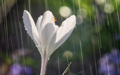 Vreme de primăvară în România: temperaturi peste medie și șanse de precipitații Vremea se va menține caldă pentru începutul primăverii în cea mai mare parte a țării, cu temperaturi peste media obișnuită pentru această perioadă