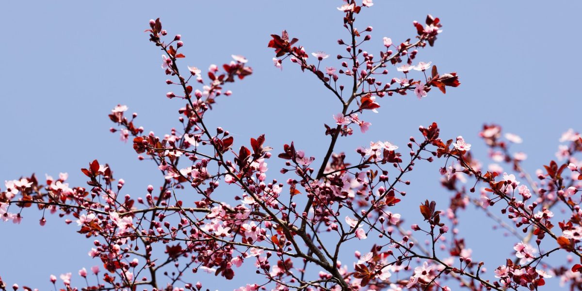 Prognoza meteo: Vremea aduce surprize mari până în mai