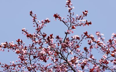 Prognoza meteo: Vremea aduce surprize mari până în mai