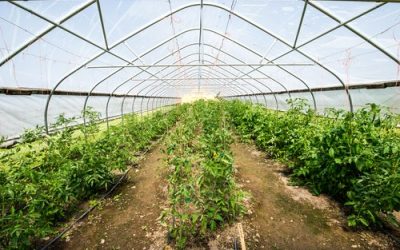 La ce temperatură se plantează roșiile și ardeii în solar