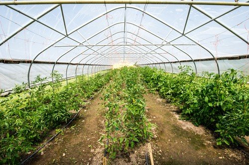 La ce temperatură se plantează roșiile și ardeii în solar