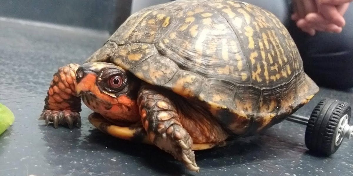O broască țestoasă cu dizabilități, salvată cu ajutorul unei imprimante 3D și al unei comunități online Moses, o broască țestoasă din specia Gulf Coast box turtle, a căpătat o nouă șansă la viață datorită unei soluții ingenioase: un cărucior special creat prin imprimare 3D
