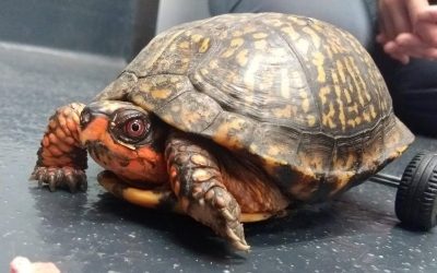 O broască țestoasă cu dizabilități, salvată cu ajutorul unei imprimante 3D și al unei comunități online Moses, o broască țestoasă din specia Gulf Coast box turtle, a căpătat o nouă șansă la viață datorită unei soluții ingenioase: un cărucior special creat prin imprimare 3D