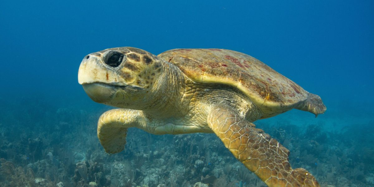 O țestoasă marină numită Diana, din specia țestoasă boba, a parcurs peste 6.000 de kilometri prin Oceanul Atlantic