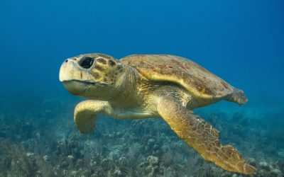 O țestoasă marină numită Diana, din specia țestoasă boba, a parcurs peste 6.000 de kilometri prin Oceanul Atlantic