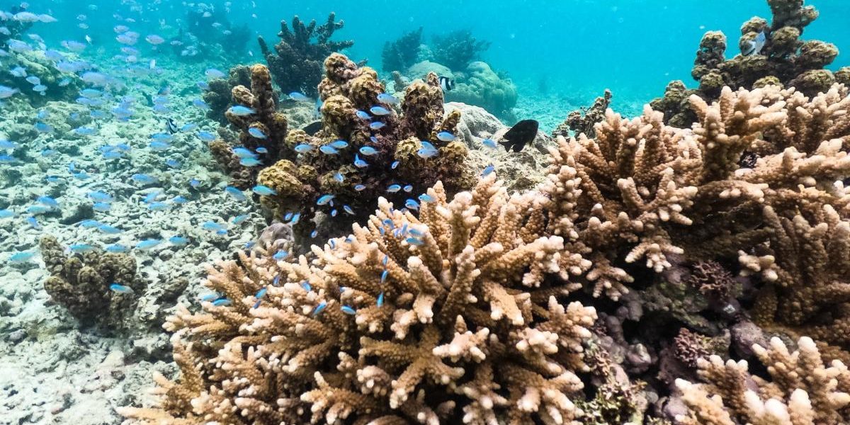 Cuplu de italieni, amendă usturătoare după ce a încercat să scoată din Mauritius corali protejați Un cuplu de italieni se confruntă cu o amendă consistentă, de 5.000 de euro, după ce au fost prinși pe aeroportul din Milano cu opt corali protejați, ascunși în bagaje