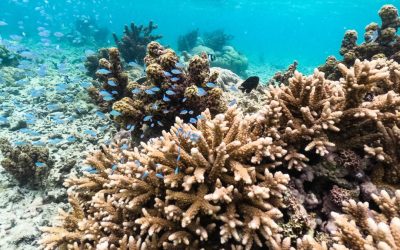 Cuplu de italieni, amendă usturătoare după ce a încercat să scoată din Mauritius corali protejați Un cuplu de italieni se confruntă cu o amendă consistentă, de 5.000 de euro, după ce au fost prinși pe aeroportul din Milano cu opt corali protejați, ascunși în bagaje