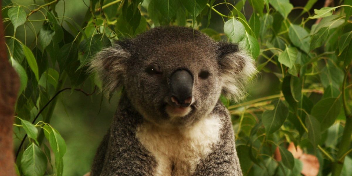 O populație de koala din statul australian Victoria, considerată mult timp fragilă din punct de vedere genetic, pare să se refacă mai bine decât se credea inițial