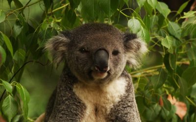 O populație de koala din statul australian Victoria, considerată mult timp fragilă din punct de vedere genetic, pare să se refacă mai bine decât se credea inițial