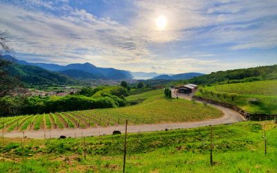 Femeile conduc un sfert din afacerile din Siena, Italia, unde antreprenoriatul feminin înflorește, cu un număr semnificativ de afaceri conduse de străini, arată datele recente