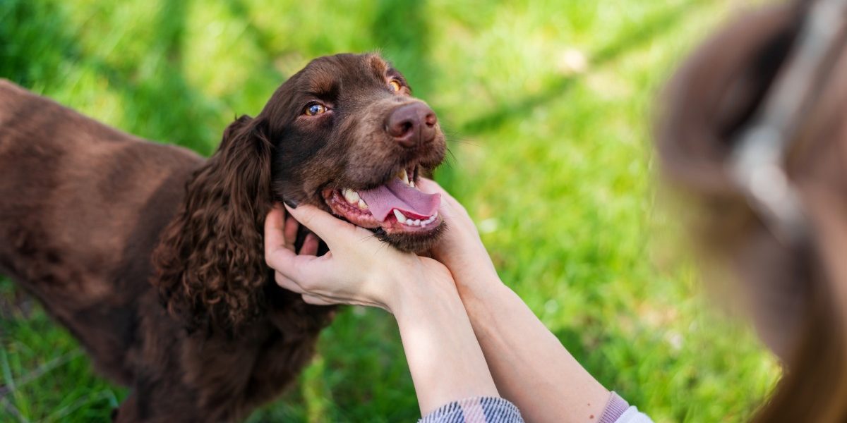 O nouă aplicație bazată pe inteligența artificială ajută la depistarea problemelor dentare la câini Mars, producător de hrană pentru animale de companie, a lansat un instrument digital gratuit, bazat pe inteligență artificială, pentru a ajuta proprietarii de câini să identifice din timp problemele de sănătate orală