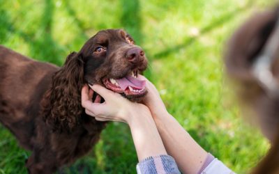 O nouă aplicație bazată pe inteligența artificială ajută la depistarea problemelor dentare la câini Mars, producător de hrană pentru animale de companie, a lansat un instrument digital gratuit, bazat pe inteligență artificială, pentru a ajuta proprietarii de câini să identifice din timp problemele de sănătate orală