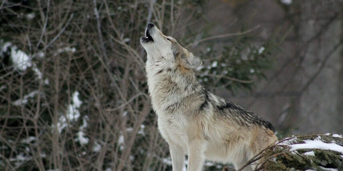 Haită de lupi eutanasiată într-o rezervație din Anglia, după ce dinamica grupului s-a deteriorat Într-o decizie dificilă, Wildwood Trust, o rezervație de faună sălbatică din apropierea orașului Canterbury, Anglia, a eutanasiat întreaga haită de lupi din cauza conflictelor interne tot mai intense